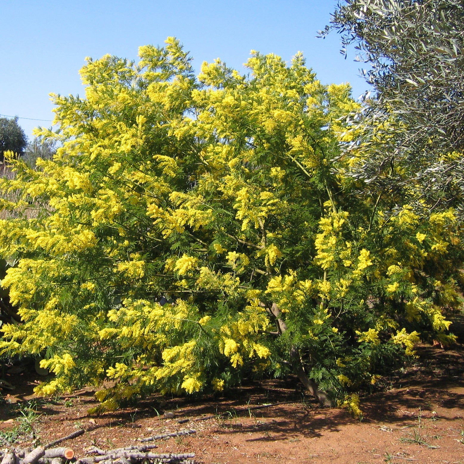 Bakker Mimosa d'hiver arbuste pot Ø9cm jaune