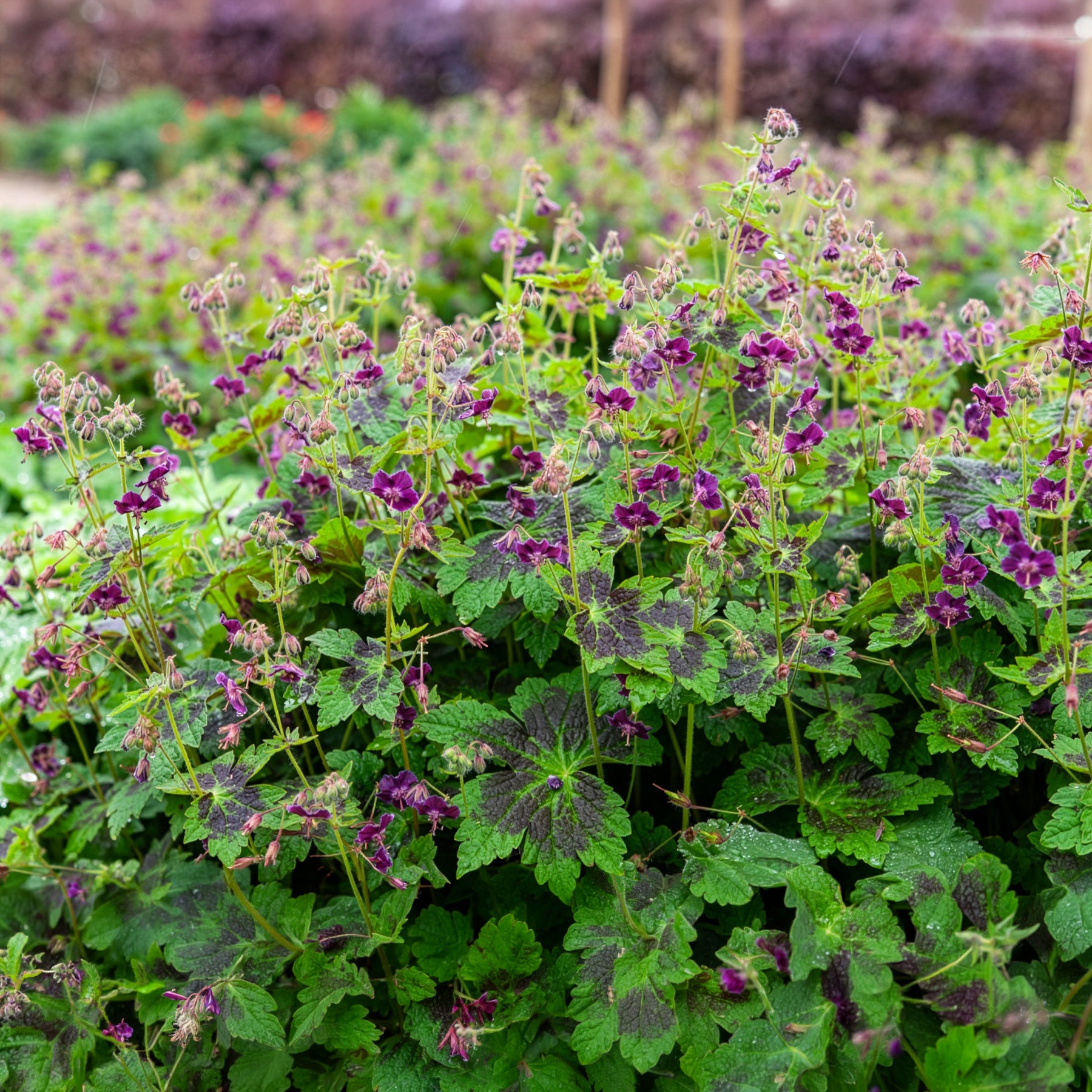 Bakker Plantes vivaces Géranium Samobor vivace pot 9cm ombre