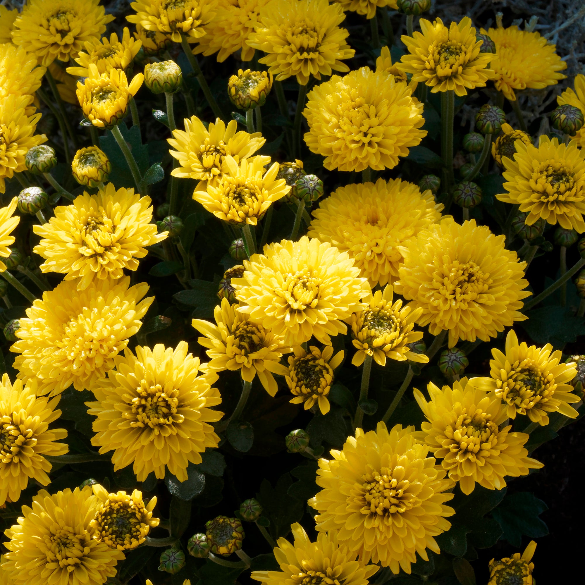 Bakker Chrysanthème Jaune pot Ø12cm fleur automne jaune