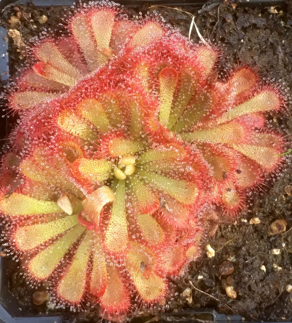 Carniflore Drosera aliciae plante carnivore pot 9 cm