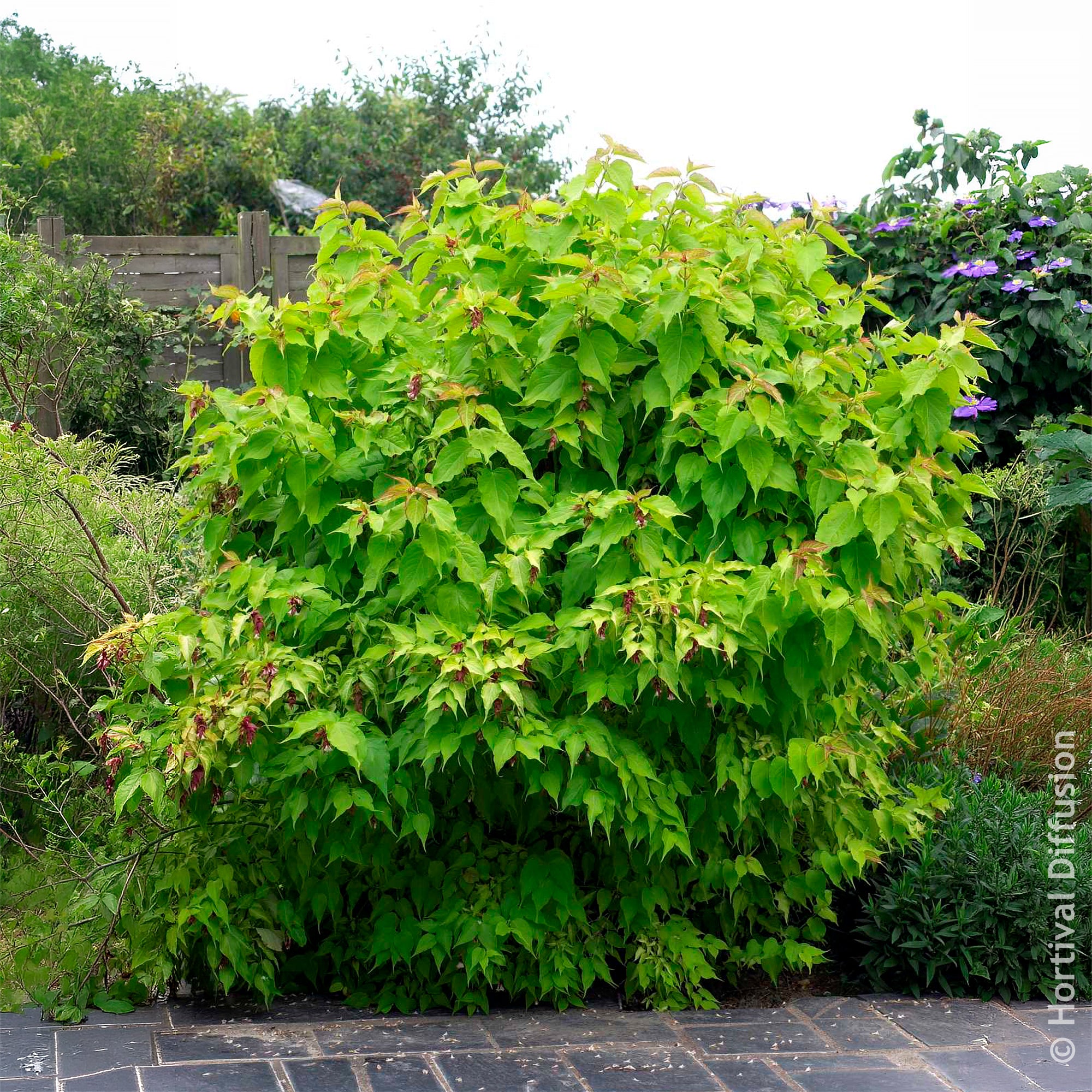 Bakker Arbre aux faisans Golden Lanterns arbuste pot 4,5L