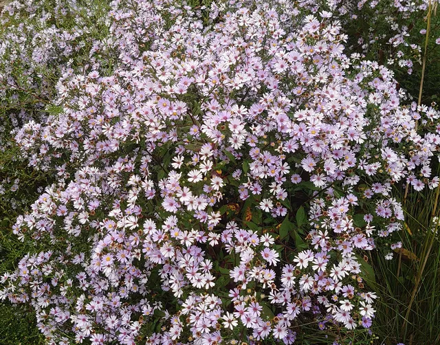 Passion Vivaces Aster Arthur V plante godet bleu ciel mauve