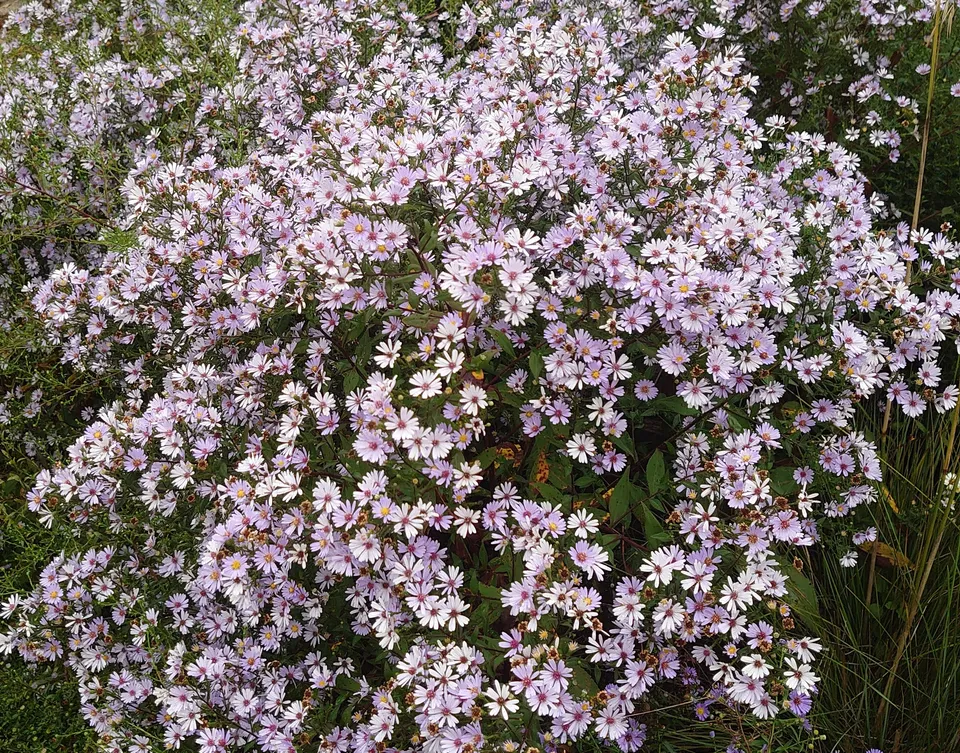 Passion Vivaces Aster Arthur V plante godet bleu ciel mauve