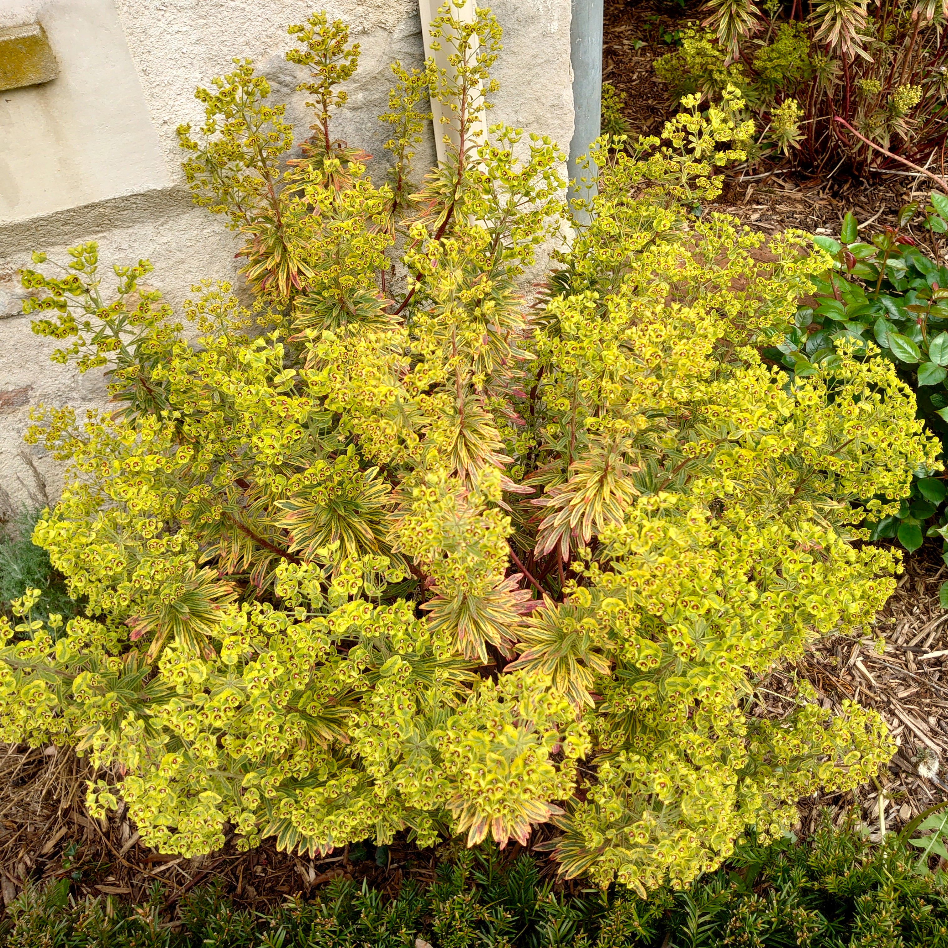 Passion Vivaces Euphorbia Ascot Rainbow euphorbe 1 L panaché