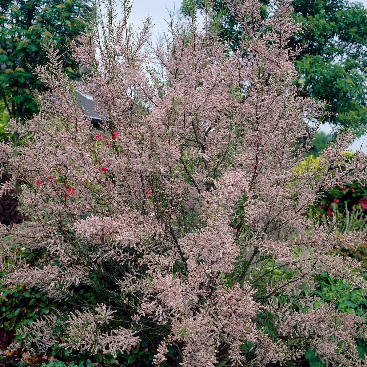 Bakker Tamaris d'été Pink Cascade arbuste pot 3L 40-50cm