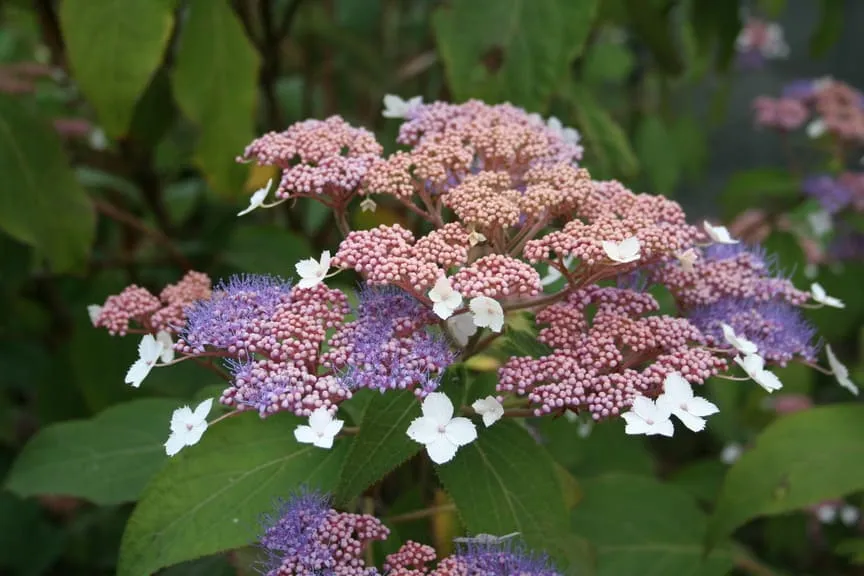 Les Hortensias du Haut Bois Kawakami hortensia aspera velours