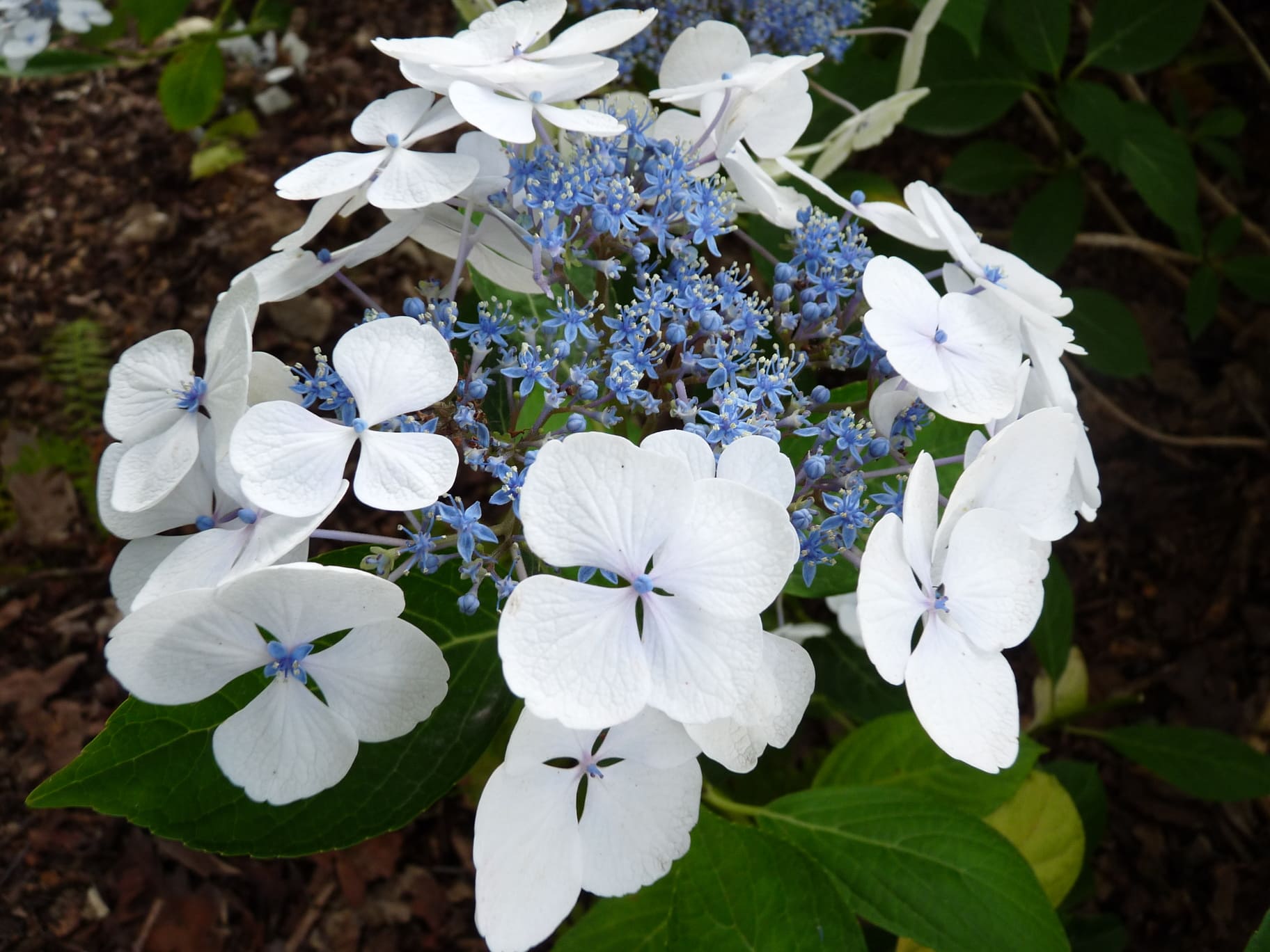 Les Hortensias du Haut Bois Bachstelze hortensia macrophylla plates godet