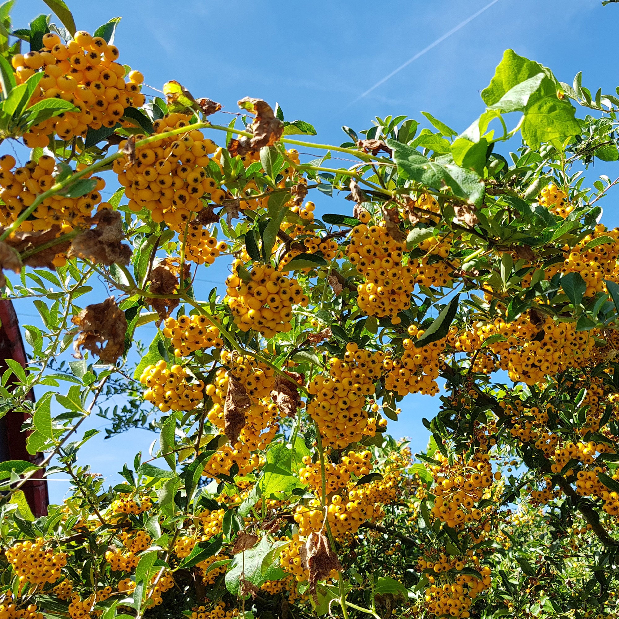 Bakker Pyracantha jaune arbuste 3 pots 9cm baies dorées