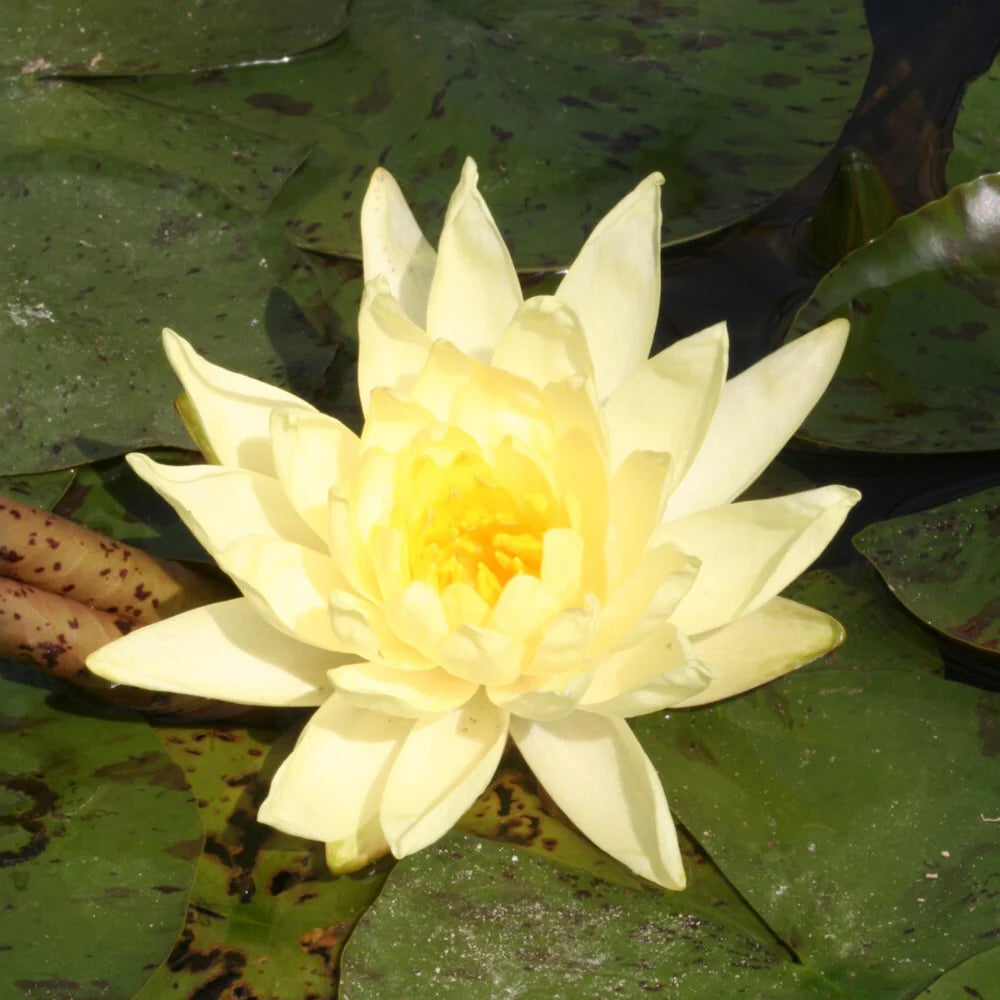 Bakker Nénuphar Joey Tomacick plante bassin pot Ø9cm jaune