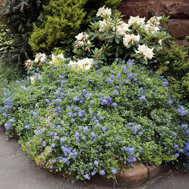 Bakker Yankee Point céanothe pot 2L bleu couvre-sol