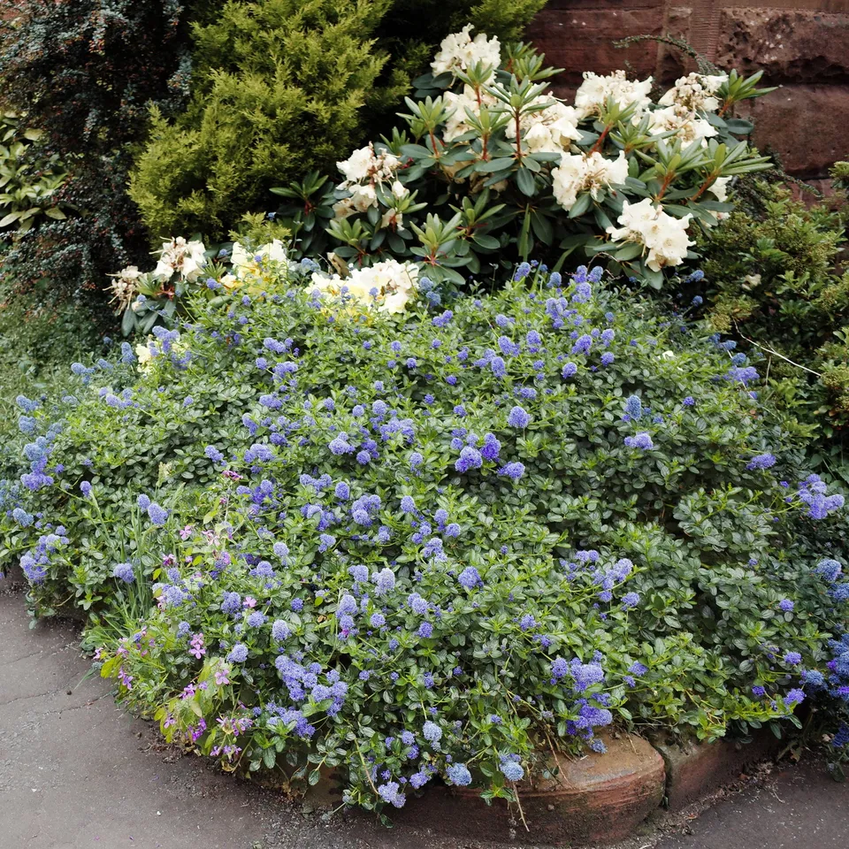 Bakker Yankee Point céanothe pot 2L bleu couvre-sol