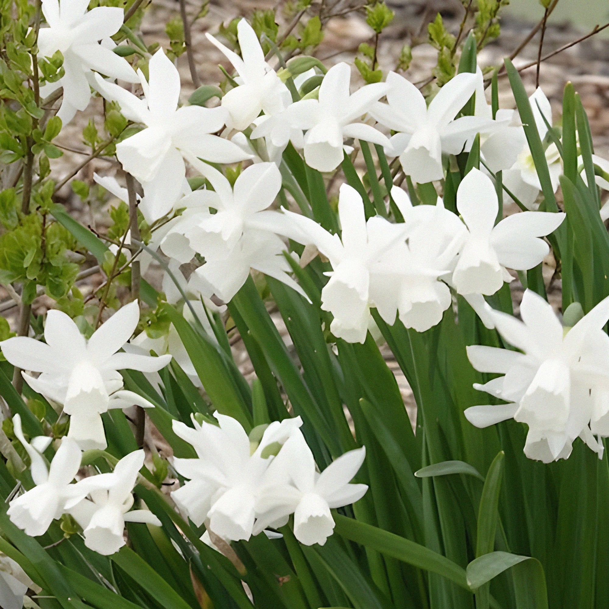 Bakker Bulbes à fleurs Narcisse Thalia bulbe blanc sachet 7
