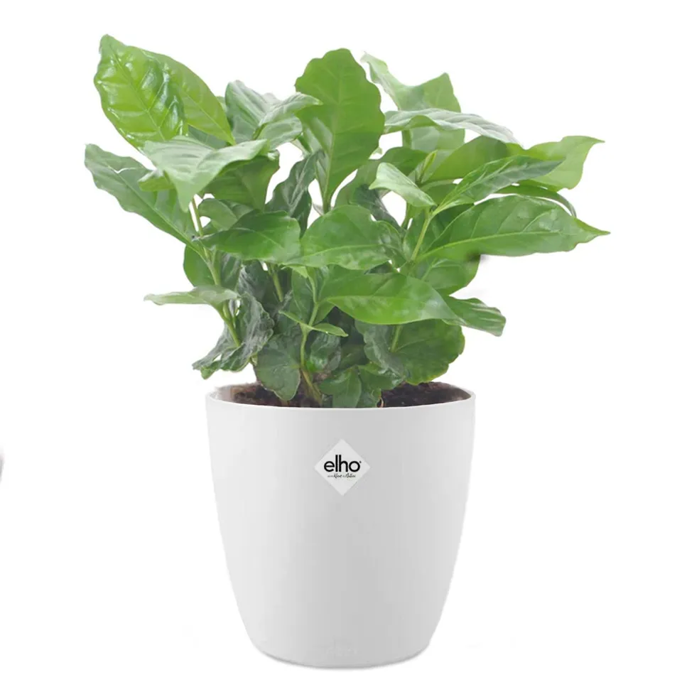 Bakker Caféier plante d’intérieur 2 pots Ø12cm cache-pot blanc