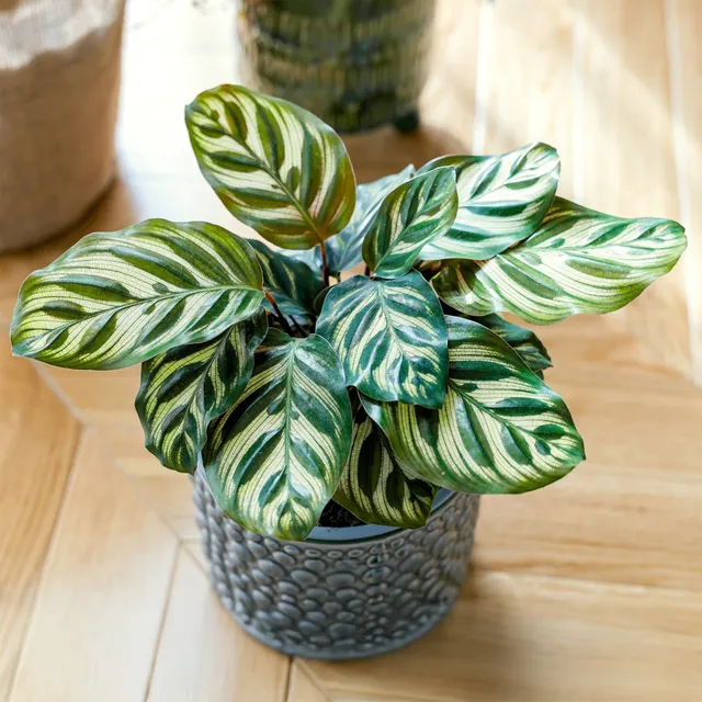 Bakker Calathea makoyana plante d'intérieur pot Ø14cm 40-60cm paon