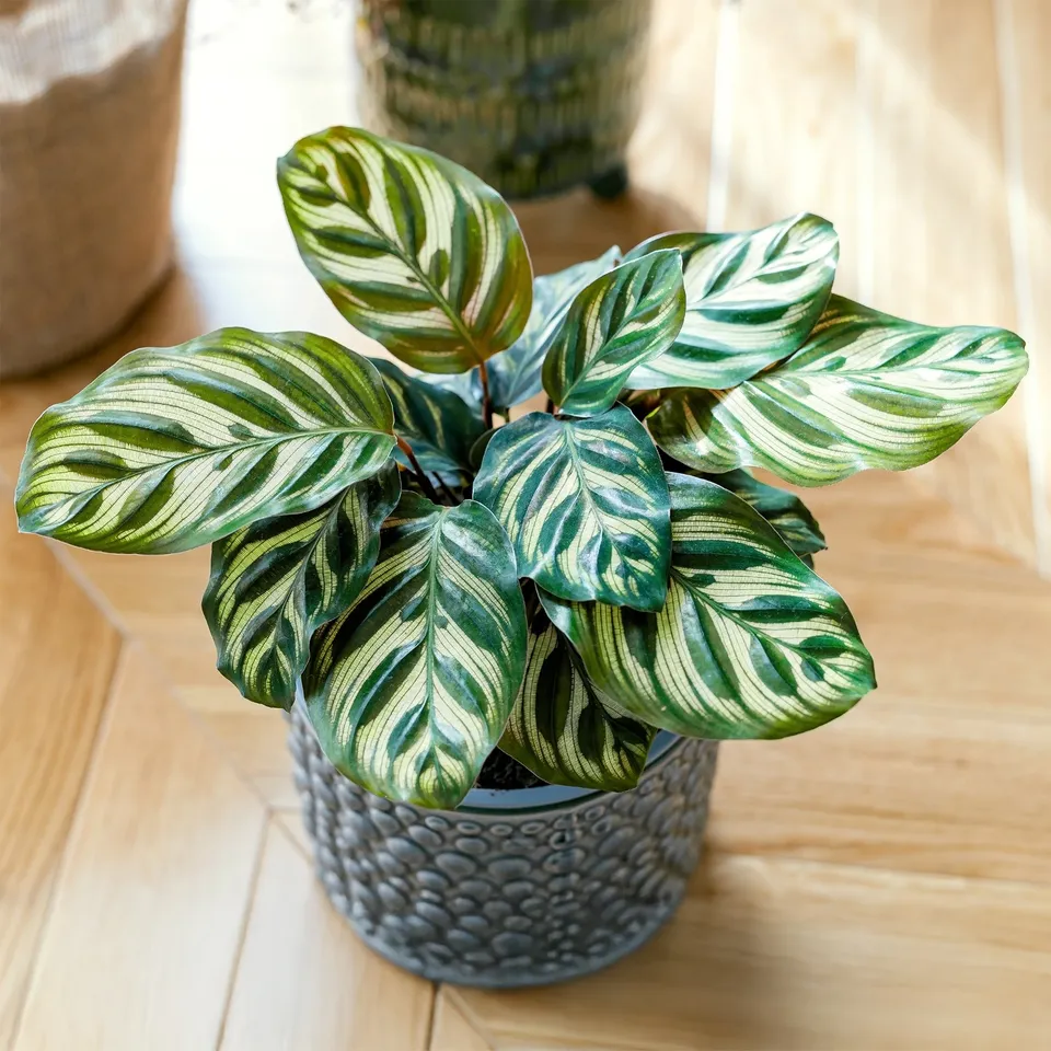 Bakker Calathea makoyana plante d'intérieur pot Ø14cm 40-60cm paon
