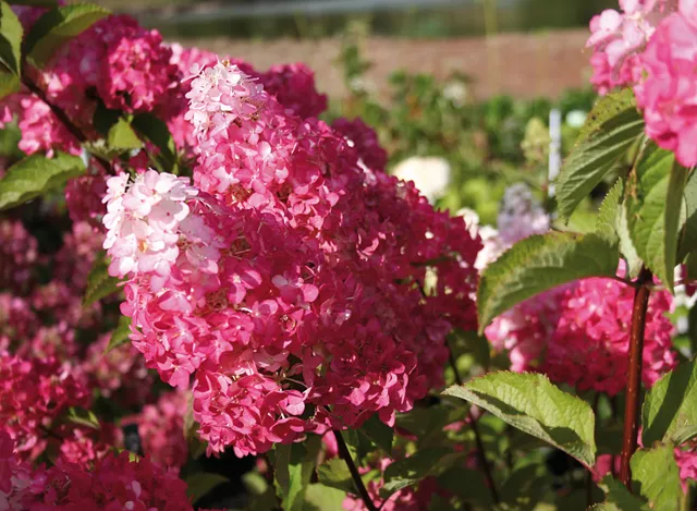 Ripoche Hydrangea Fraise Melba hortensia paniculé blanc rouge