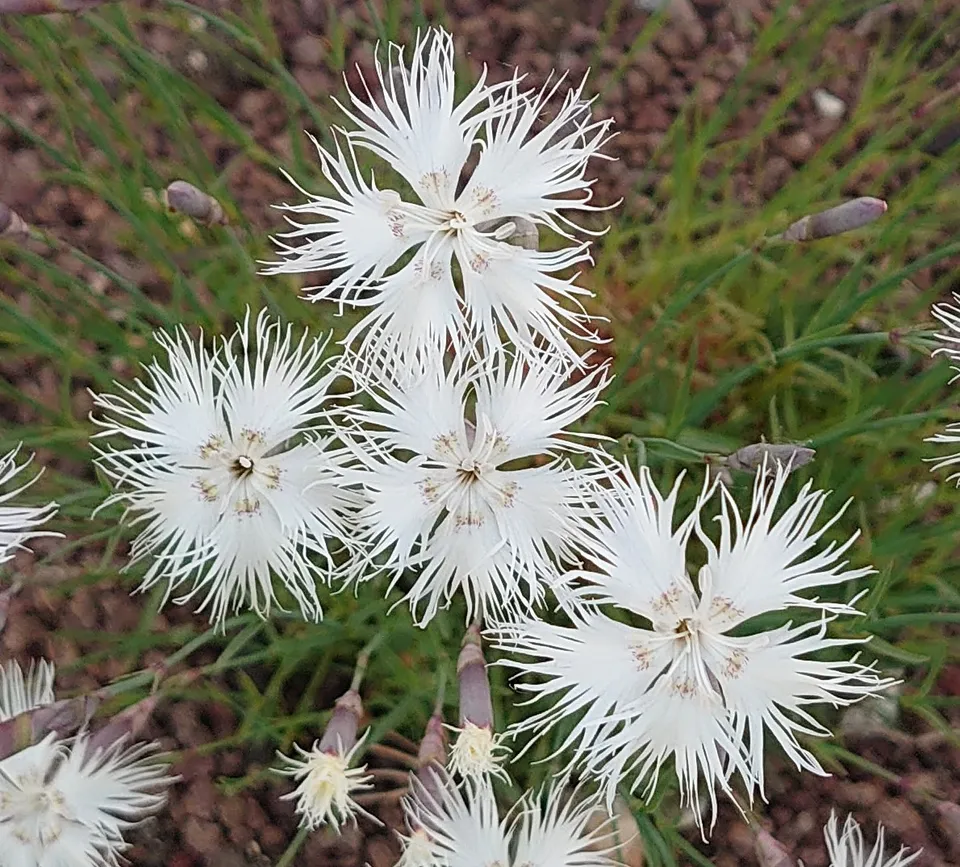 Passion Vivaces Dianthus arenarius œillet des sables pot blanc parfumé