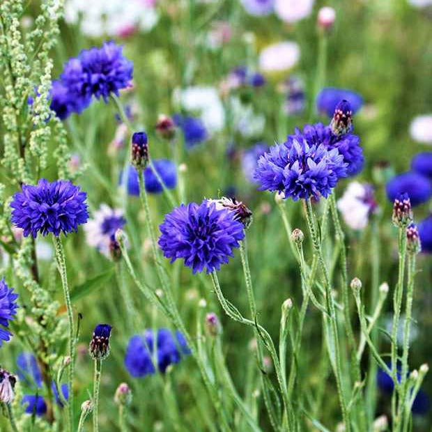 Bakker Potager et Graines Bleuet Blue Boy sachet bleu