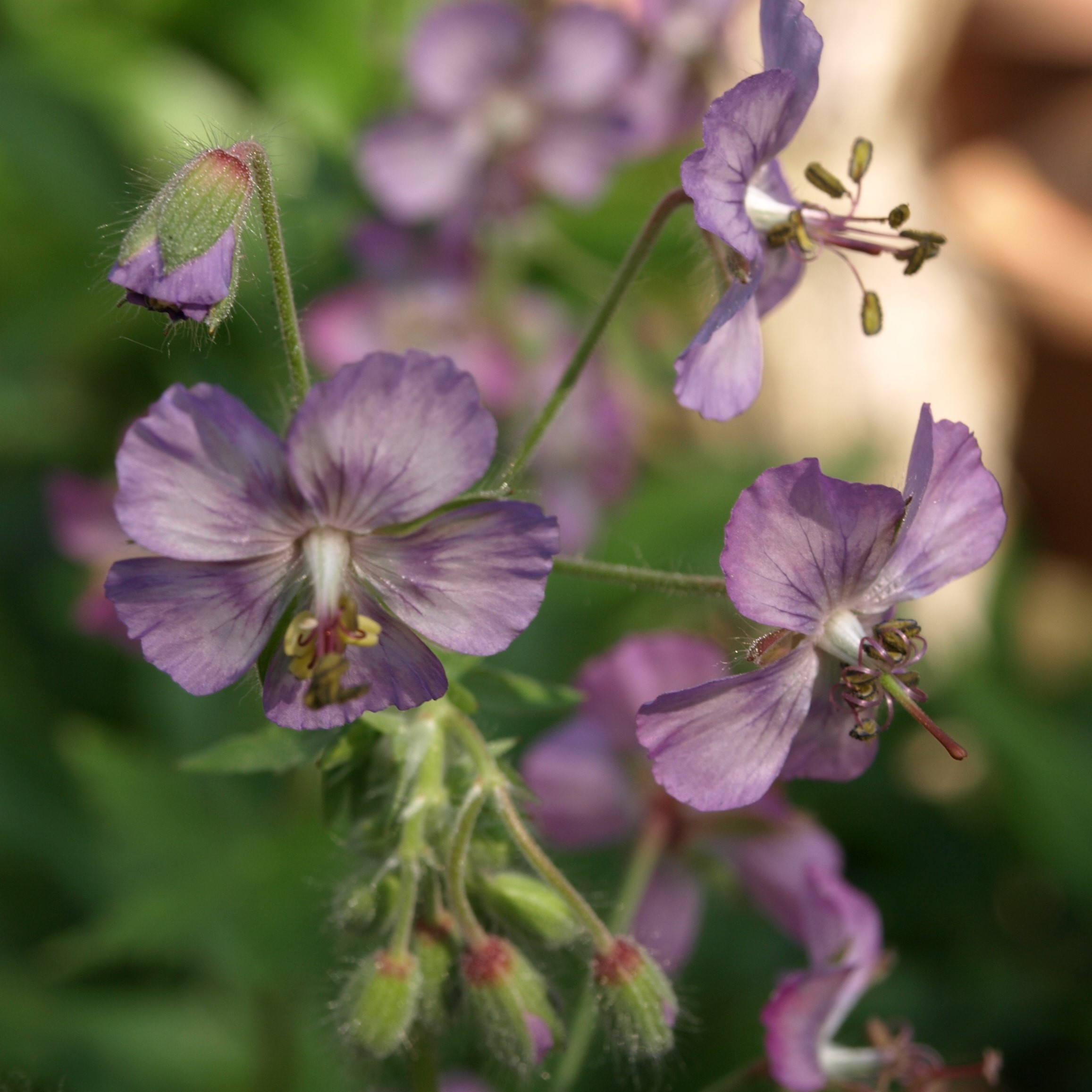 GERANIUM phaeum Mierhausen géranium vivace godet mauve