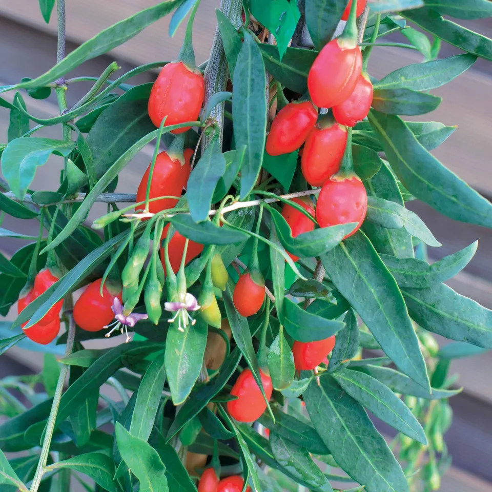 Bakker Princesse TAO goji baie fruitier pot baies rouges
