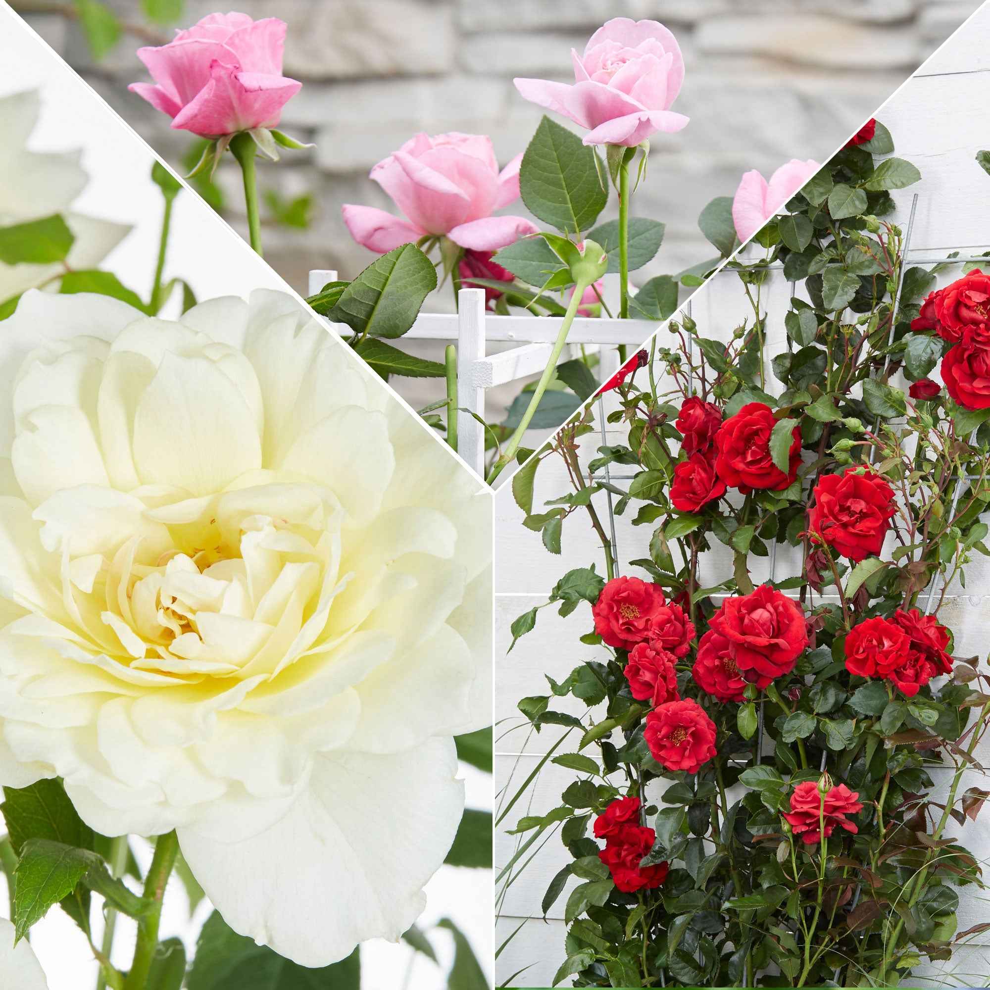 Bakker Rosiers grimpants parfumés mélange 3 pots Ø15cm