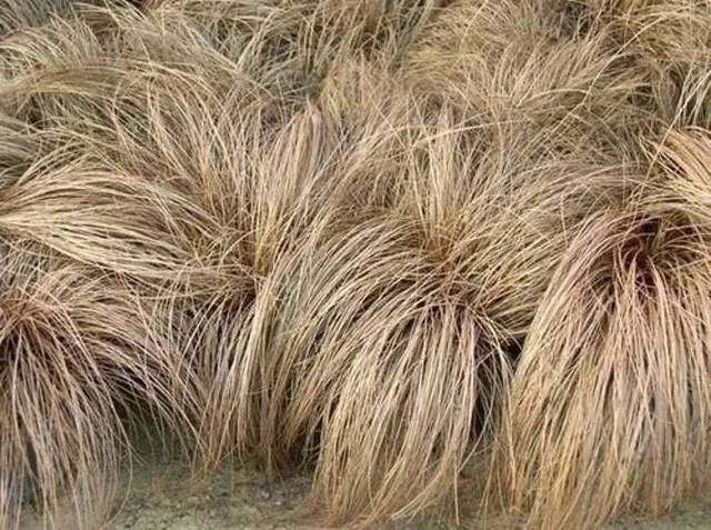 Passion Vivaces Carex comans Bronze Form graminée godet bronze