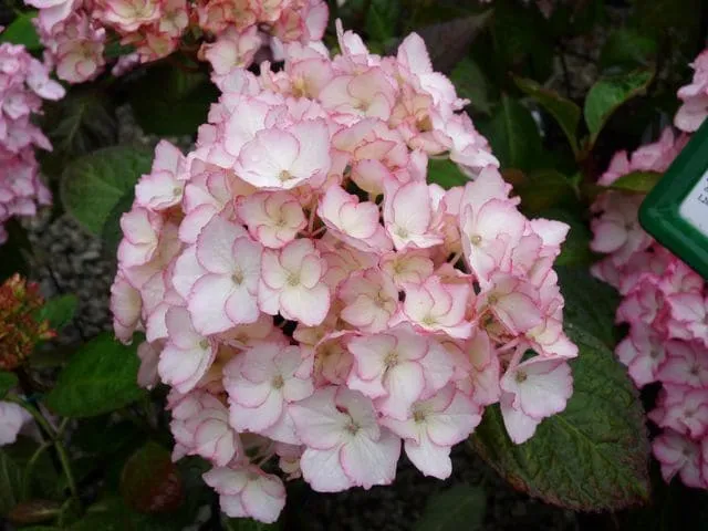 Hortensias du Haut Bois Sabrina hortensia boule jardin