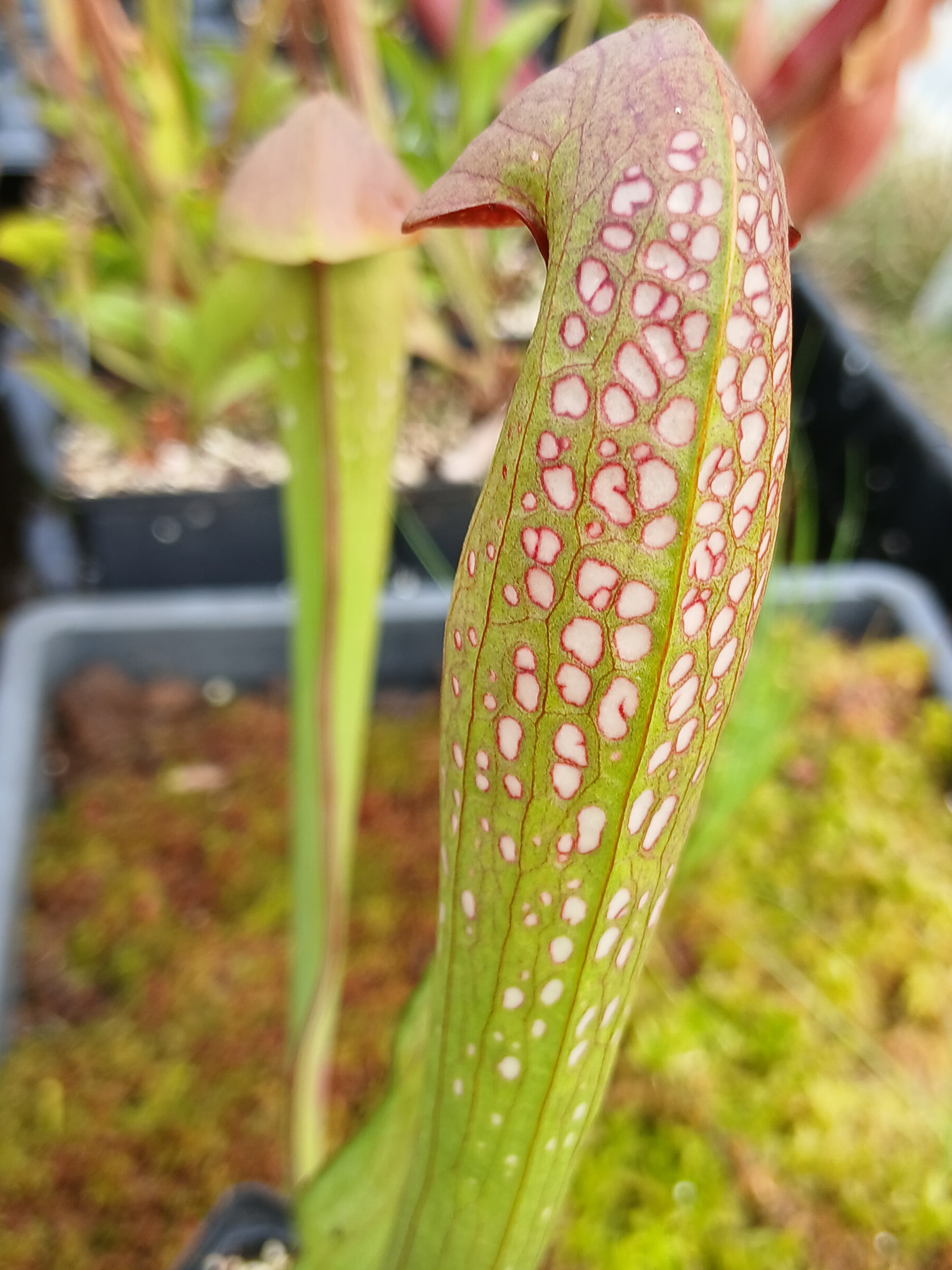 Carniflore Sarracenia minor Francis Marion 1 point