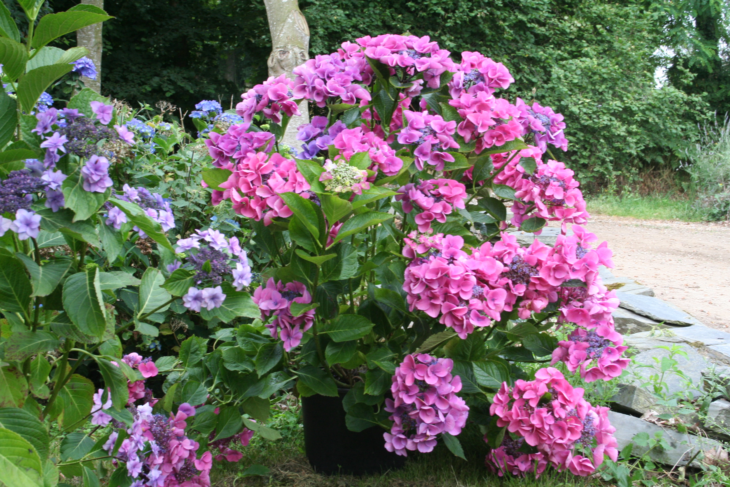 Les Hortensias du Haut Bois Hydrangea macrophylla Geisha hortensia godet