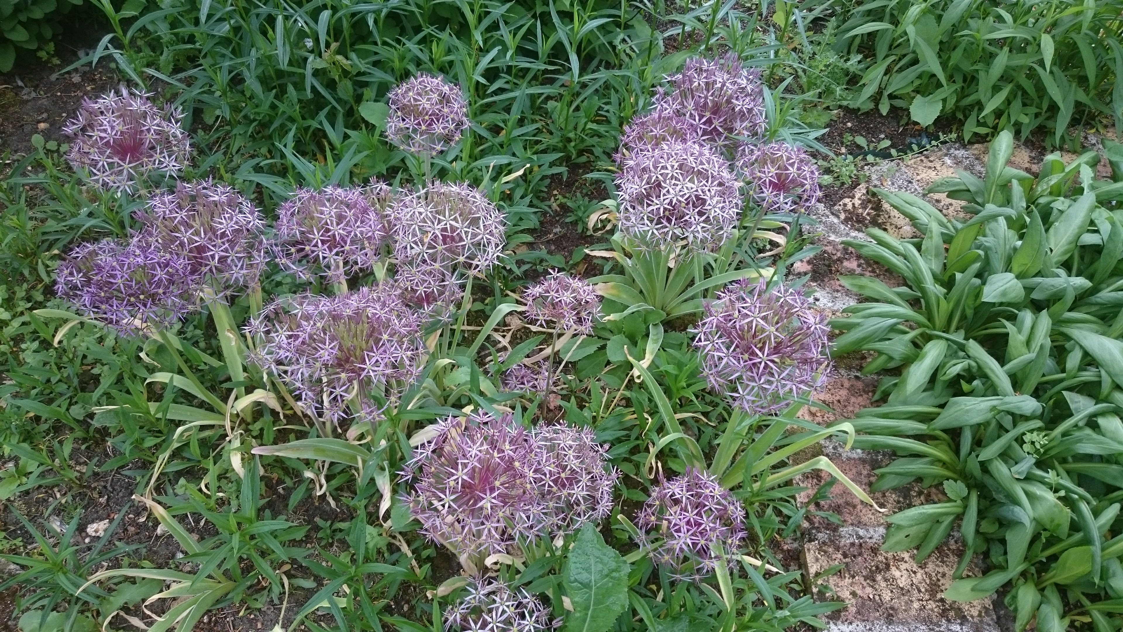 Passion Vivaces Allium christophii ail ornemental Étoile de Perse rose