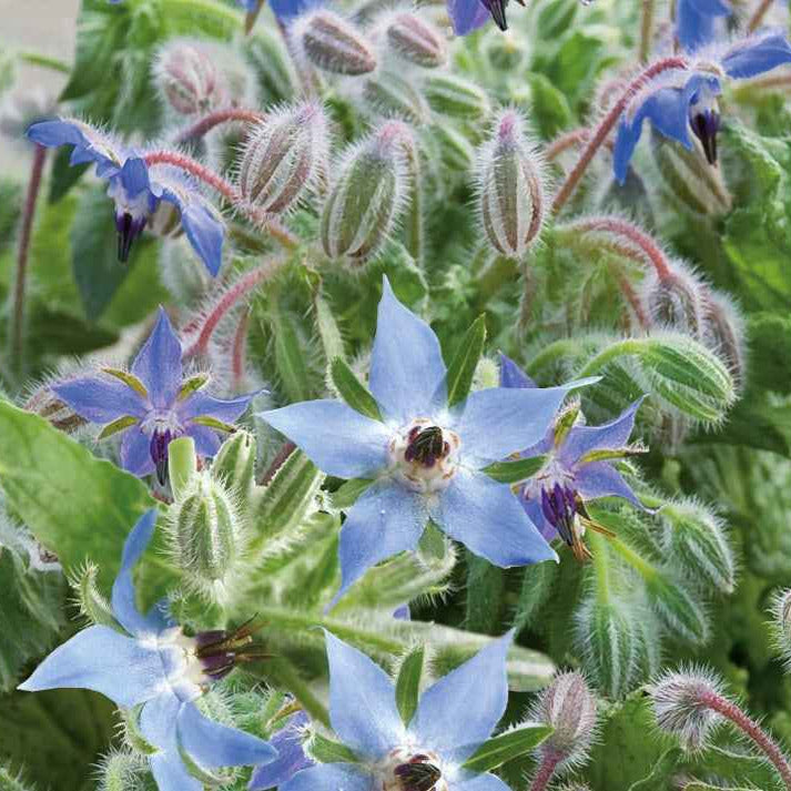 Bakker Bourrache Bleu Bio sachet 0.7g fleurs bleues
