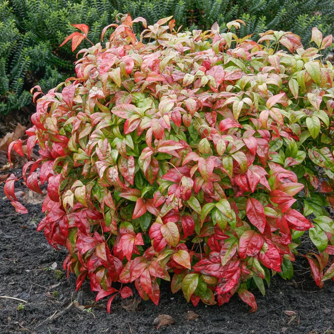 Bakker Nandina Fire Power bambou sacré pot 2L 20-30cm