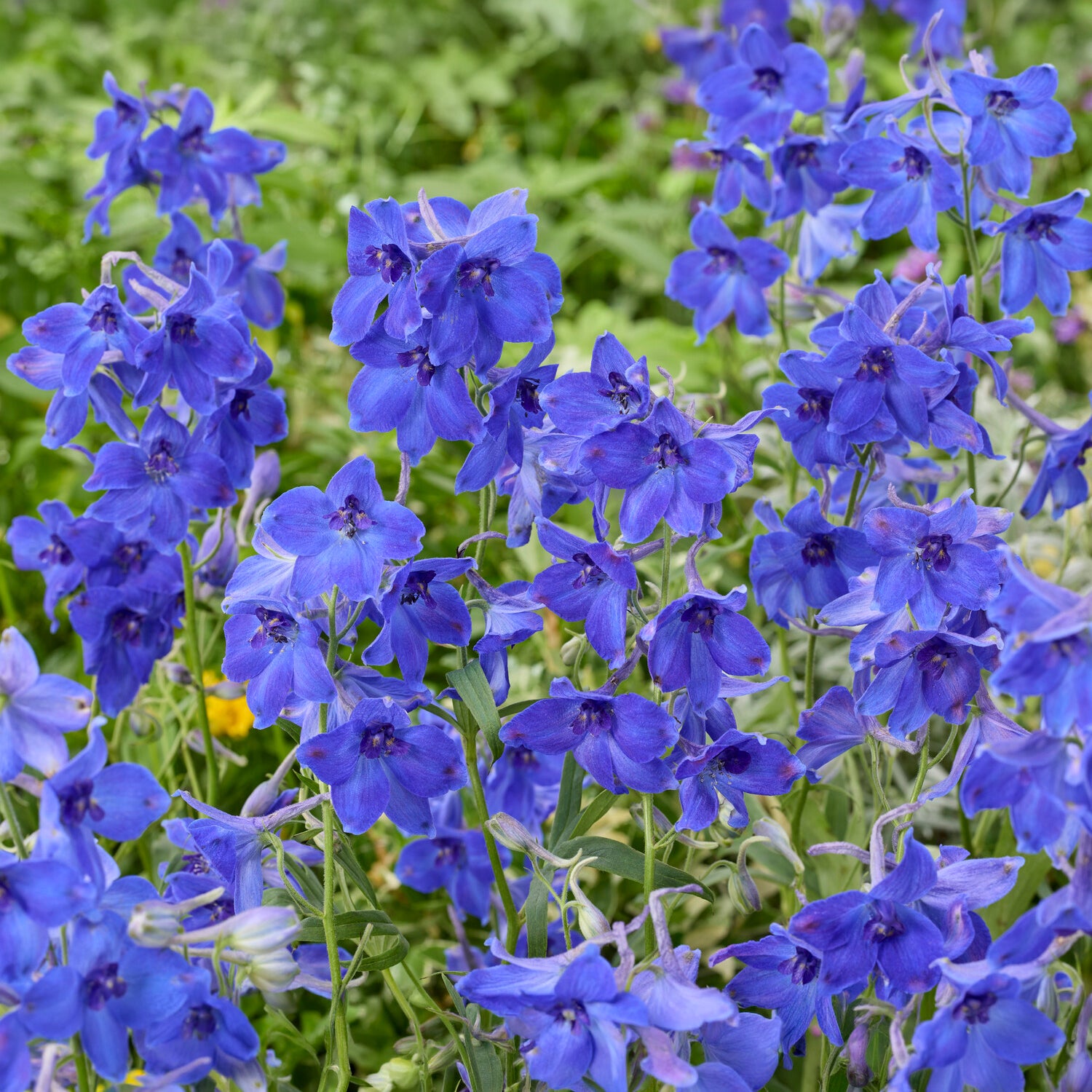 Bakker Delphinium Volkerfrieden vivace bleue pot 8cm