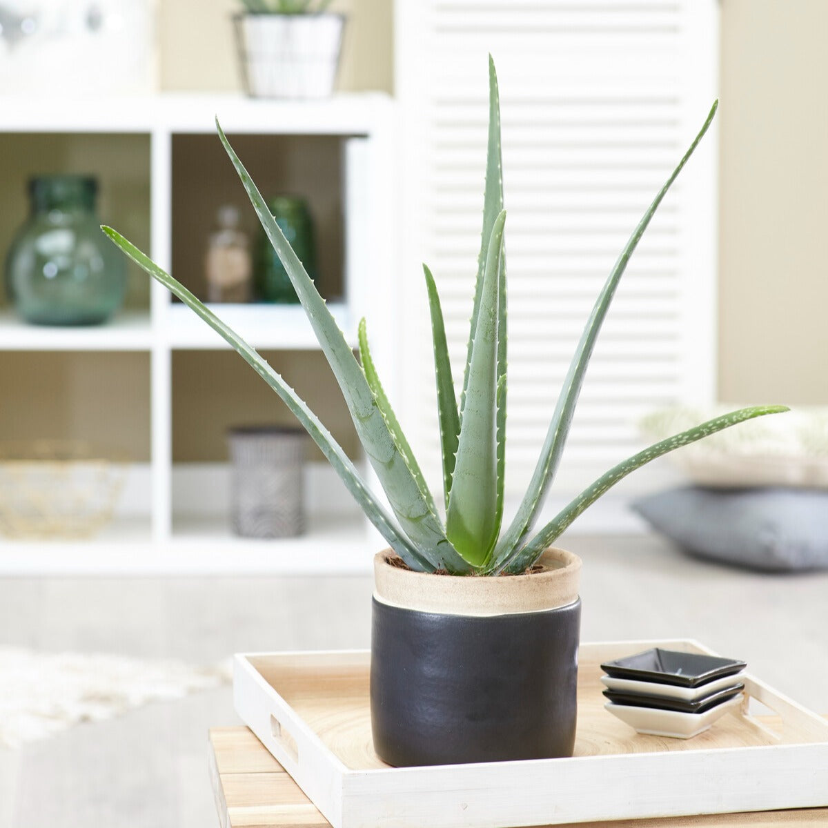 Bakker Aloe vera plante d'intérieur pot Ø10,5cm 25cm