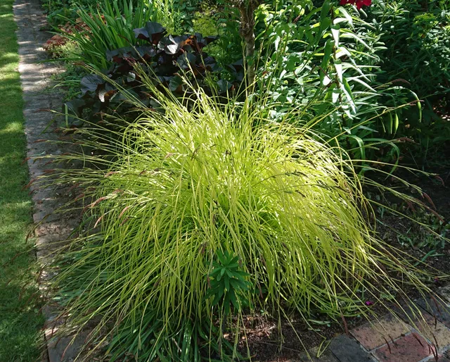 Passion Vivaces Carex elata Aurea laîche pot 1 L feuillage doré