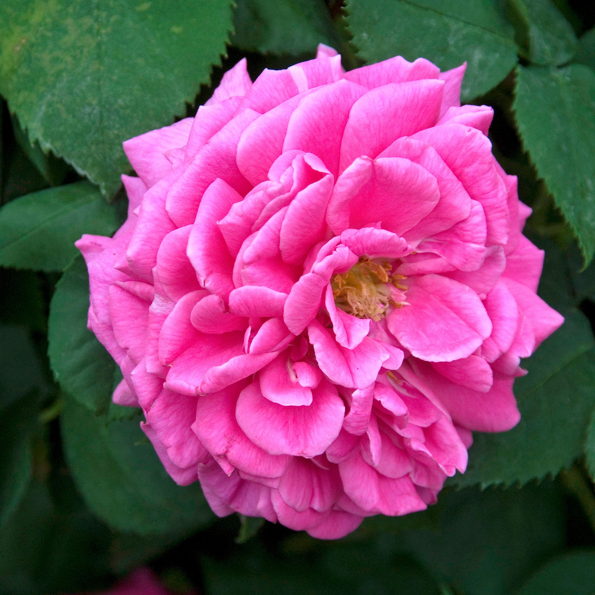 Bakker Rosier Bourbon Mme Isaac Pereire rose pot 4L