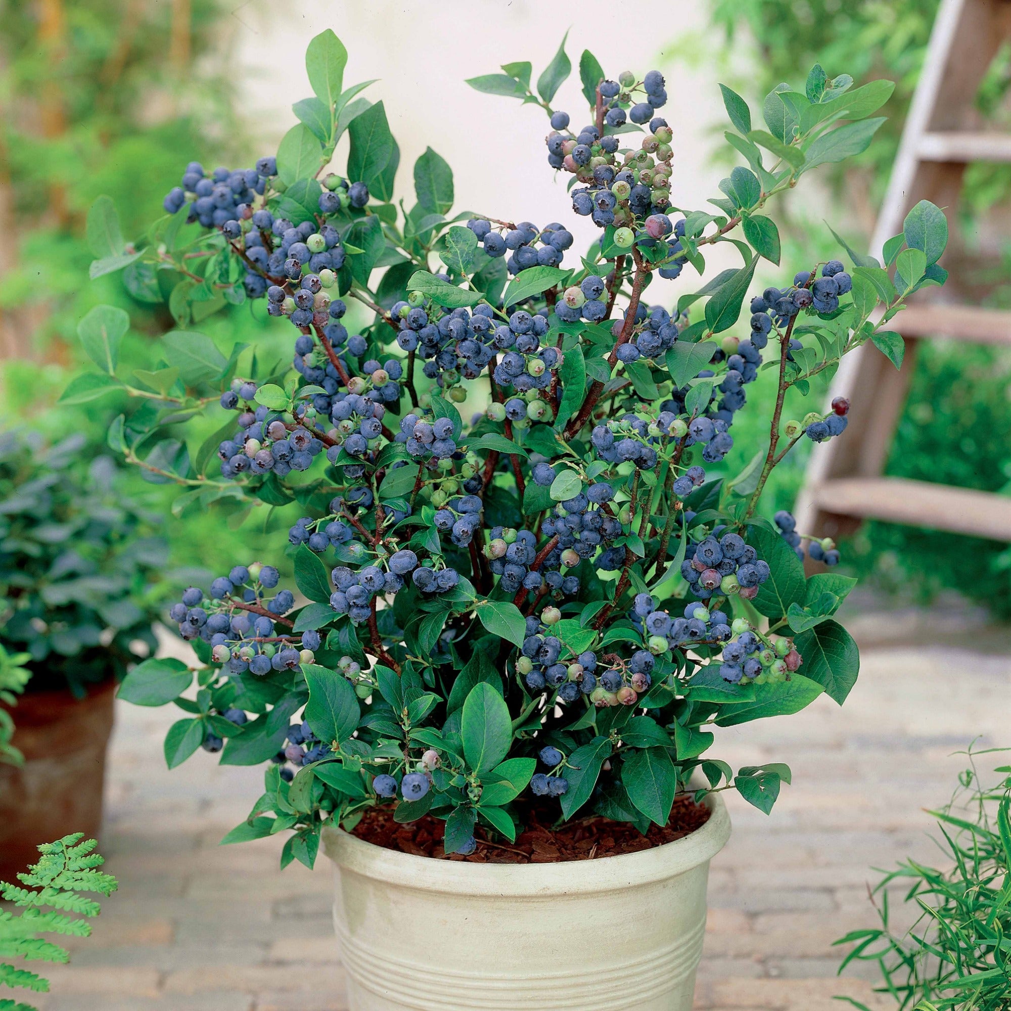 Bakker Fruitiers Myrtillier Top Hat pot Ø9cm nain