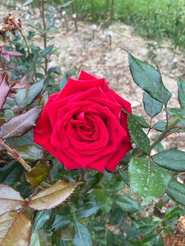 Michel Adam Yvonne Guégan Adagraneuf rosier buisson rouge groseille