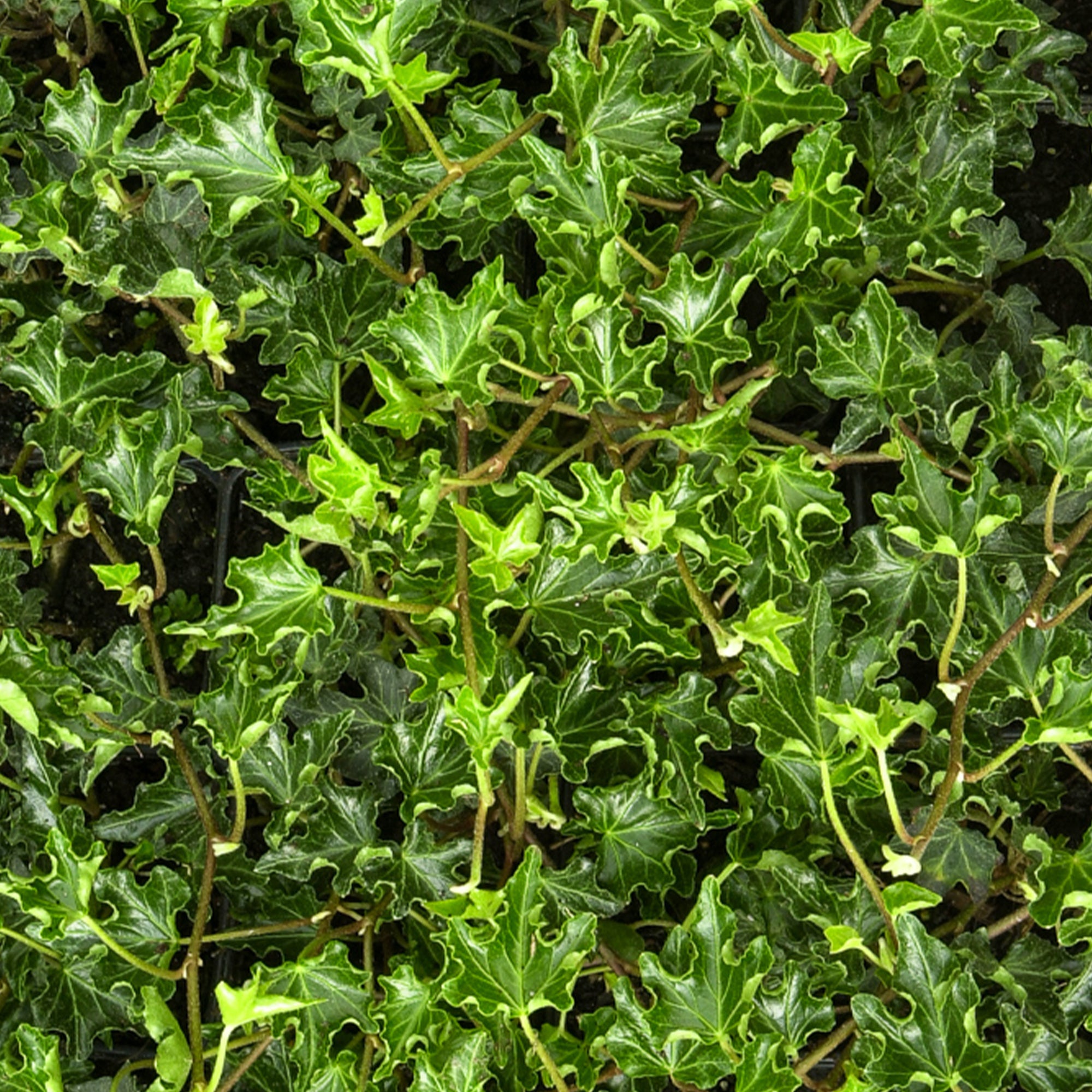 Bakker Lierre commun Ivalace Hedera pot Ø 9cm