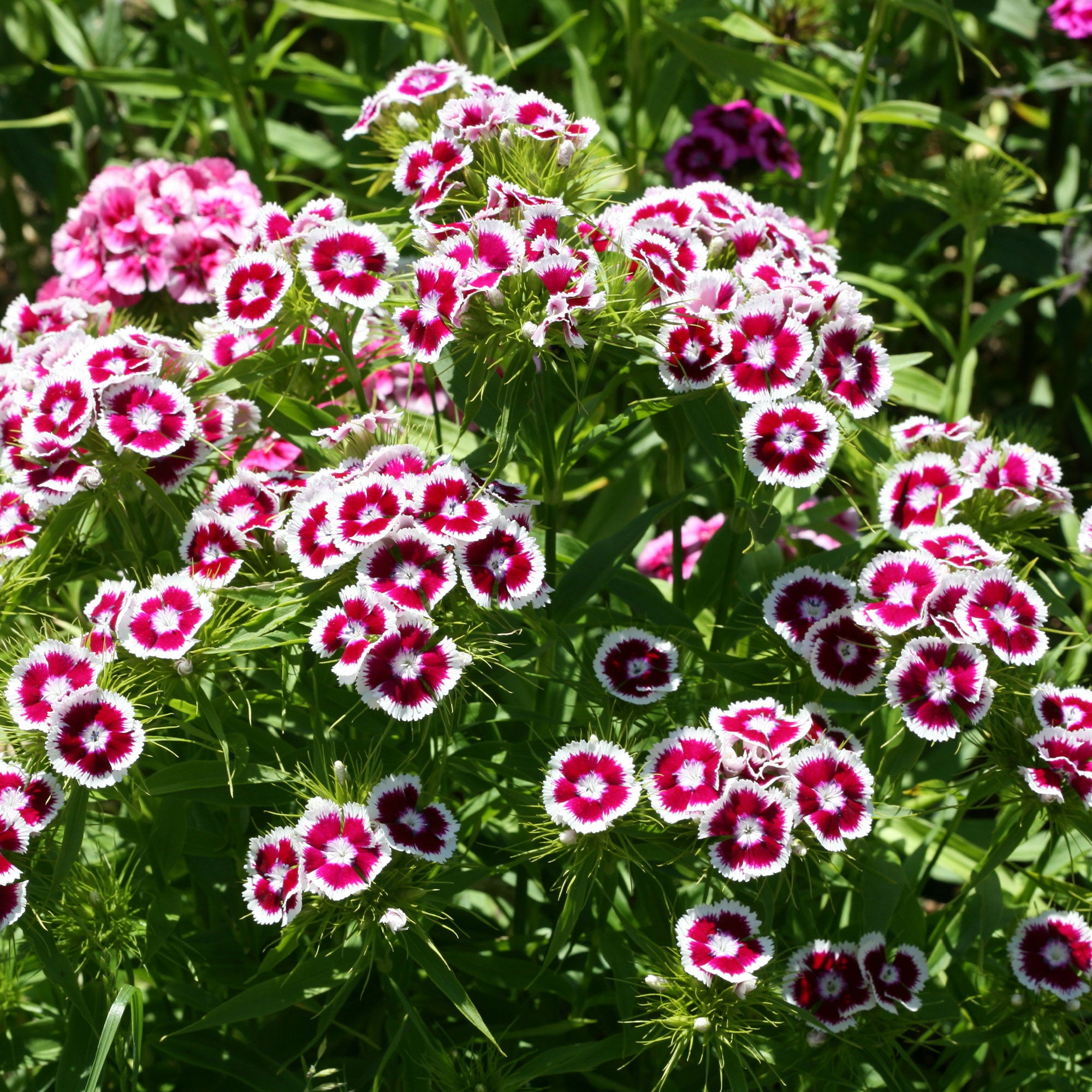 Bakker Barbarini Purple Picotee œillet de poète pot Ø19cm pourpre
