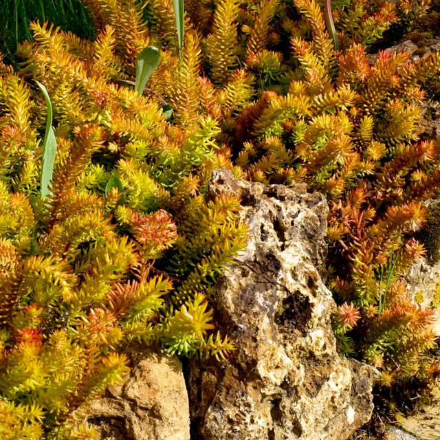 Passion Vivaces Sedum Angelina plante de jardin godet feuillage jaune