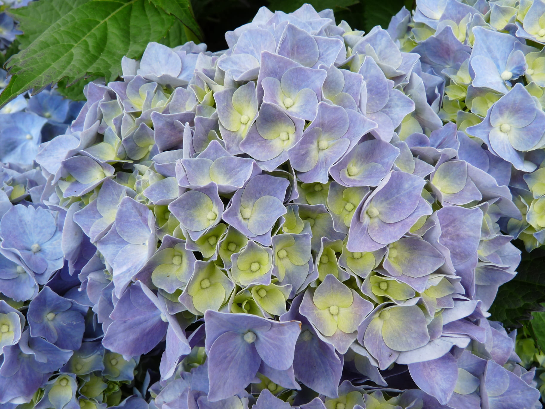 Les Hortensias du Haut Bois Miss Hepburn hortensia fleurs rondes