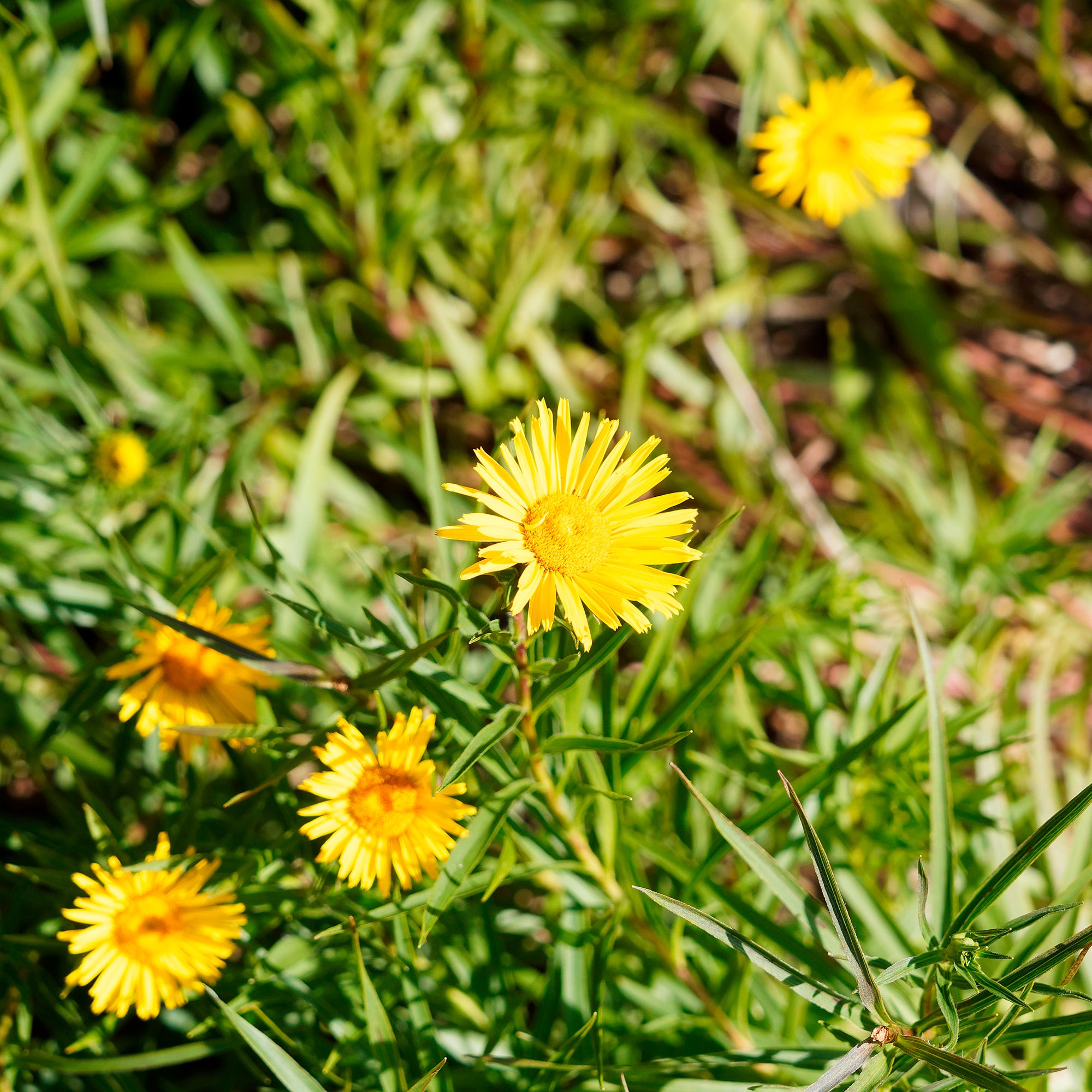 Bakker Aunée feuille épée plante vivace pot Ø9cm jaune