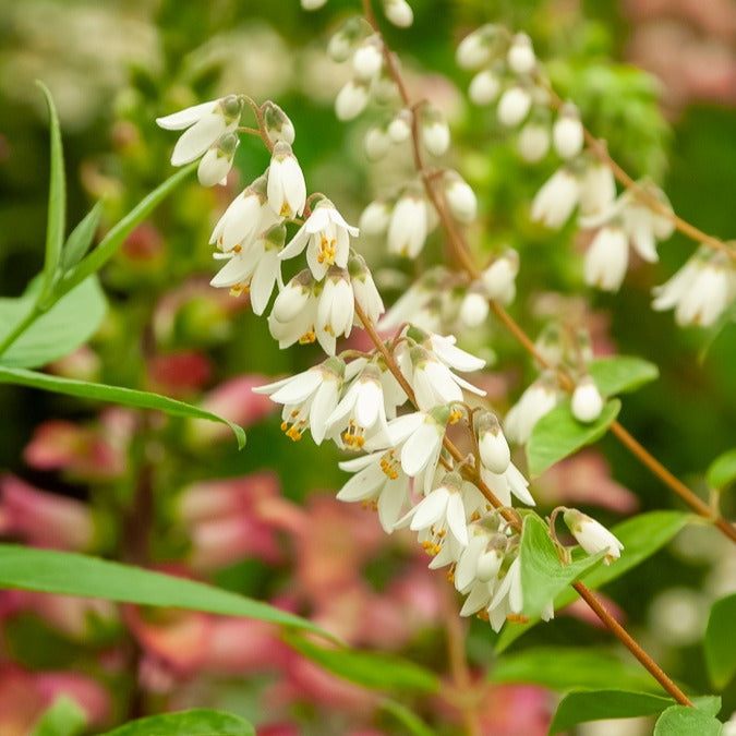 Bakker Deutzia pulchra arbuste pot Ø10,5cm fleurs blanches