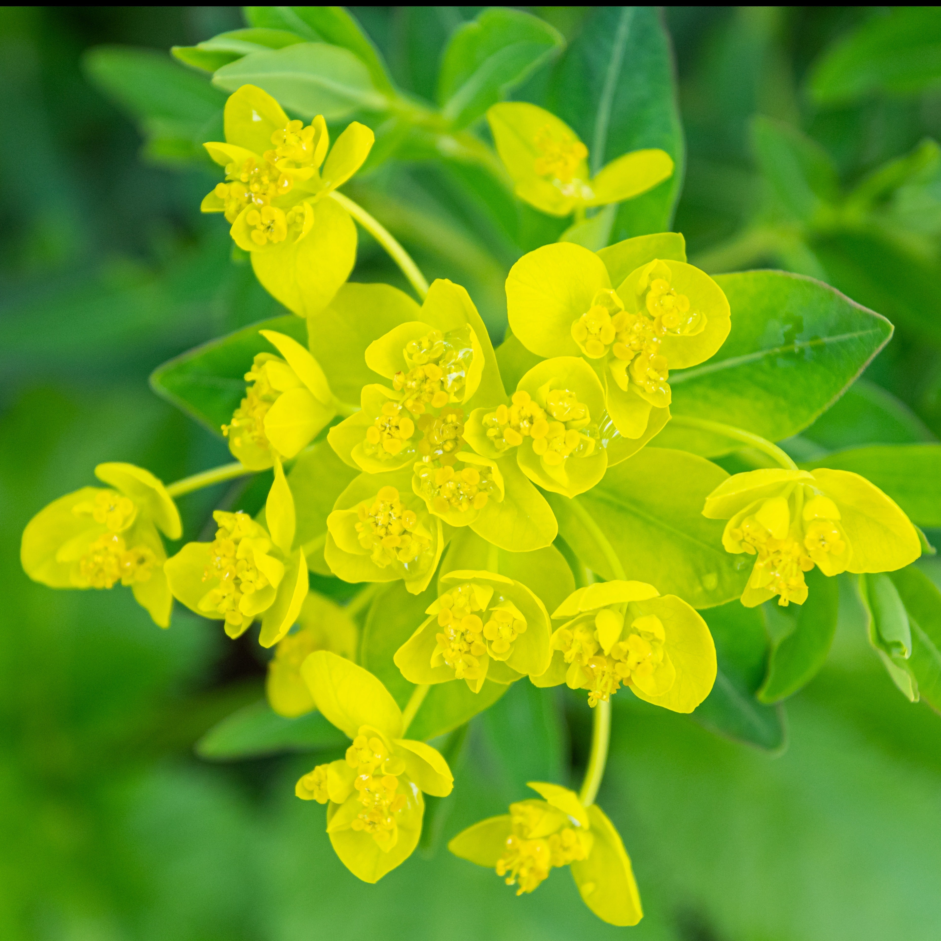 Bakker Euphorbe des marais vivace pot Ø 9cm jaune mellifère