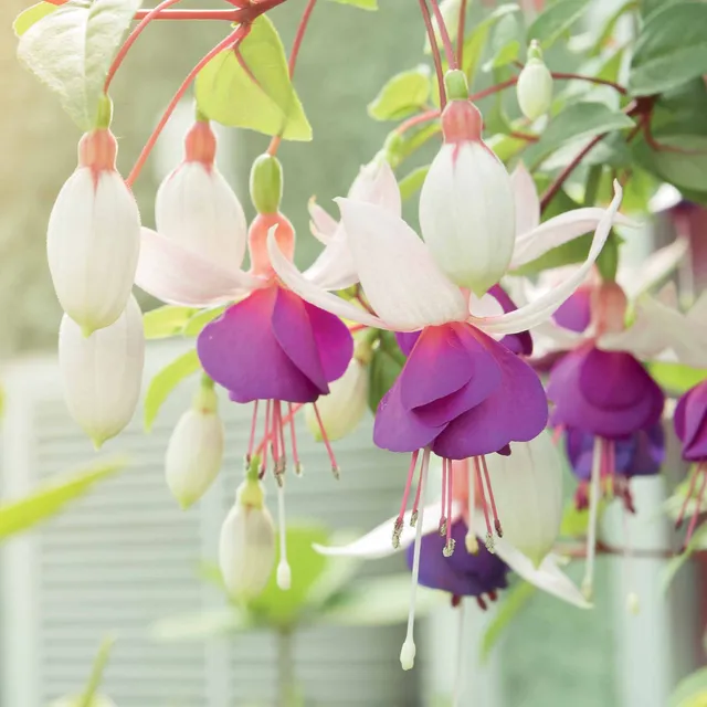 Bakker 6 Fuchsias résistants gel mélange pots Ø9cm blanc