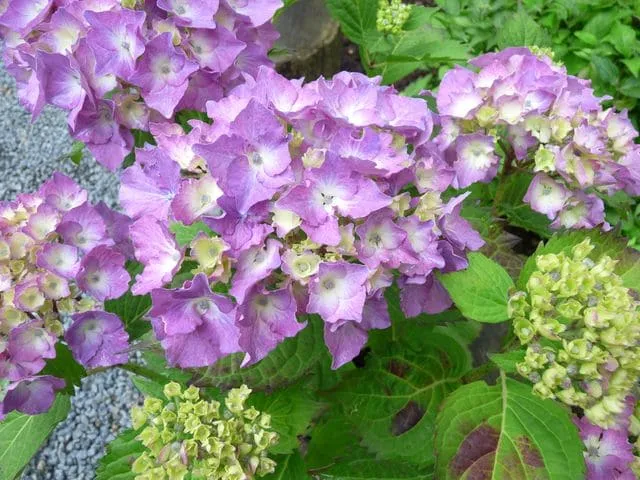 Les Hortensias du Haut Bois Ursula hortensia boule godet