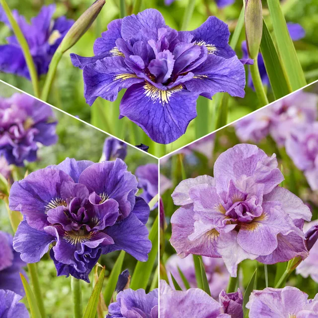 Bakker Iris de Sibérie collection paquet 6 racines fleur mix