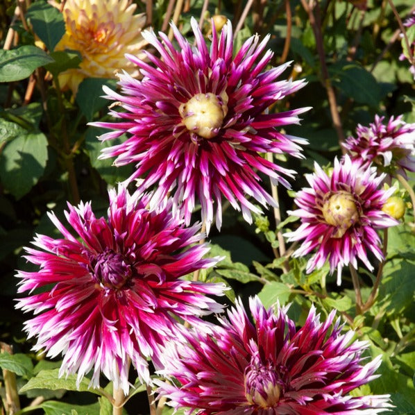 Bakker 5 Grands Dahlias en mélange bulbes calibre I floraison longue