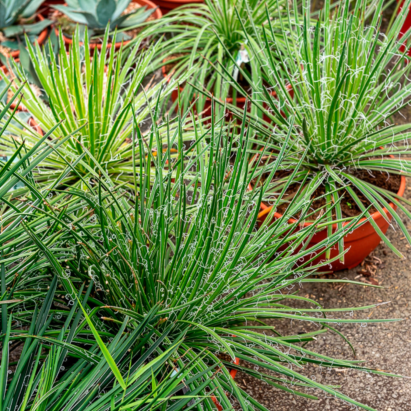 Bakker Agave Geminiflora succulente pot 11cm rocaille soleil